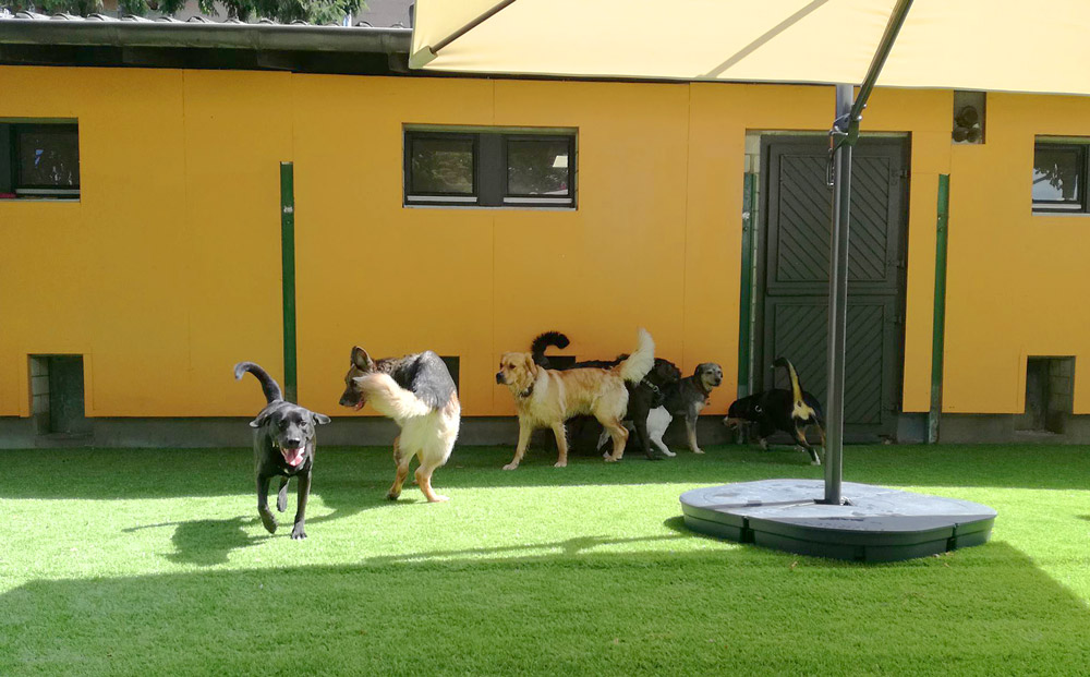 Hundetagesstätte Bonn